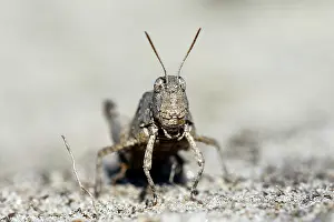 Caerulescens: Blue-winged grasshopper (Oedipoda caerulescens)