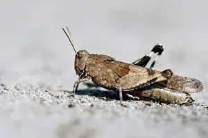 Caerulescens: Blue-winged grasshopper (Oedipoda caerulescens)