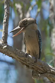 Dacelo: Blue-winged Kookaburra