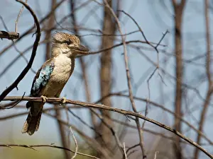 Dacelo: Blue-winged Kookaburra