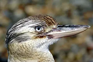 Dacelo: Blue-winged kookaburra