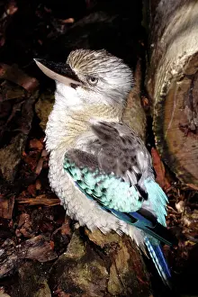 Dacelo: Blue-winged kookaburra