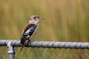 Dacelo: Blue-winged Kookaburra