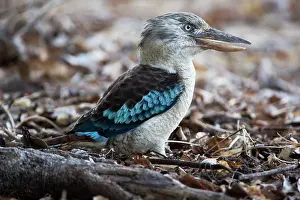 Dacelo: Blue-winged Kookaburra