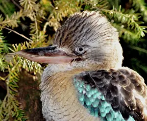 Dacelo: Blue-winged Kookaburra