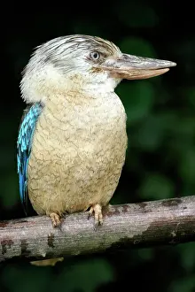 Dacelo: Blue-winged Kookaburra (Dacelo leachii) Blue-winged