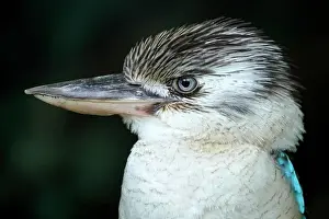 Dacelo: Blue-winged Kookaburra (Dacelo leachii) Blue-winged