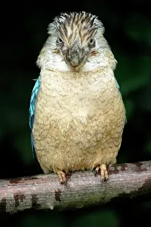 Dacelo: Blue-winged Kookaburra (Dacelo leachii) Blue-winged