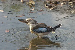 Dacelo: Blue-winged Kookaburra - Drinking at pool