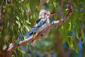 Dacelo: Blue-winged Kookaburra - female adult sitting