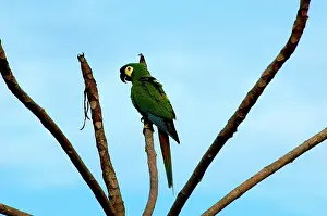 Chapada: Blue-winged Macaw, Brazil