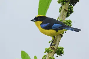 Tandayapa: Blue-winged Mountain Tanager