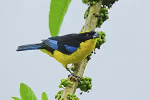Tandayapa: Blue-winged Mountain Tanager