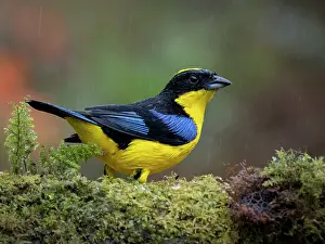 Altitude: Blue-winged Mountain Tanager (Anisognathus sompt
