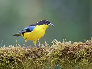 Tanagers: Blue Winged Mountain Tanager Anisognathus somptu