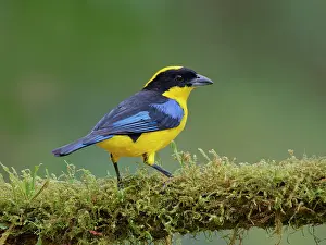 Tanagers: Blue Winged Mountain Tanager Anisognathus somptu