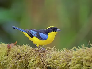 Tanagers: Blue Winged Mountain Tanager Anisognathus somptu