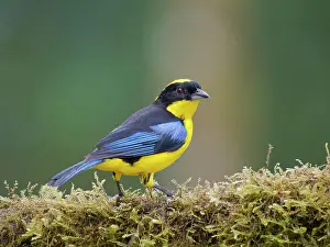 Tanagers: Blue Winged Mountain Tanager Anisognathus somptu