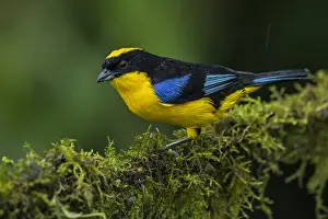 Blanco: Blue-winged Mountain Tanager (Anisognathus somptuosus)