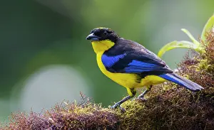 Tanager: Blue-winged mountain tanager, a mossy perch in the