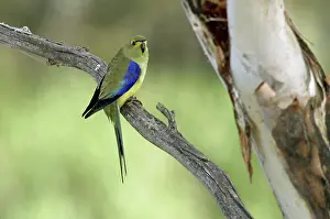 Chrysostoma: Blue-winged PARROT