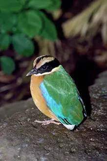 Moluccensis: Blue-winged PITTA