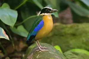 Moluccensis: Blue-winged Pitta, perched on stone, under controlled