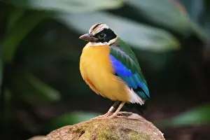 Moluccensis: Blue-winged Pitta, perched on stone, under controlled