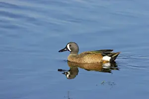 Teals: Blue-Winged Teal
