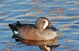Teals: Blue-winged Teal