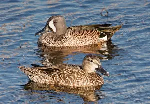 Teals: Blue-winged Teal