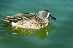 Discors: Blue-winged Teal
