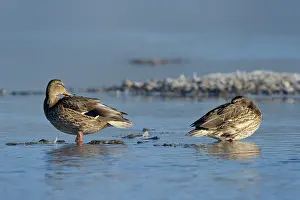 Teal: Blue-winged Teal