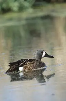Teals: Blue-winged Teal drake
