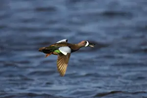 Teals: Blue-Winged Teal - drake in flight