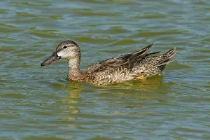 Teal: Blue-winged Teal - female