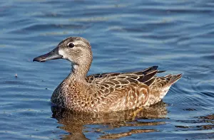 Teals: Blue-winged Teal - Female in winter