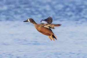 Daybreak Imagery: Blue-winged teal landing in wetland, Marion County