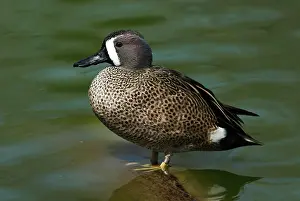Discors: Blue-Winged Teal Male