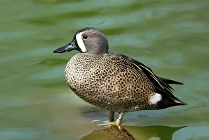 Discors: Blue-winged Teal male