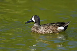 Teal: Blue-winged Teal - male