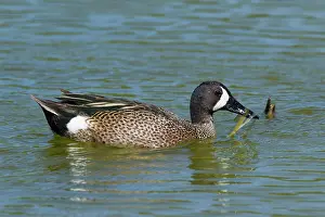 Teal: Blue-winged Teal - male