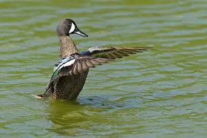 Teal: Blue-winged Teal - male flapping wings