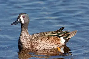 Teals: Blue-winged Teal - Male in winter
