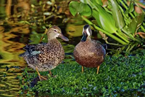Teals: Blue-winged Teals