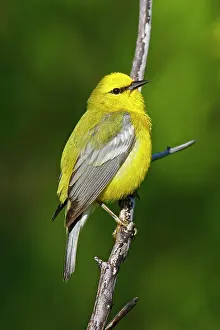 Vermivora: Blue-winged Warbler