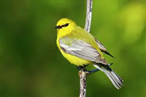 Vermivora: Blue-winged Warbler