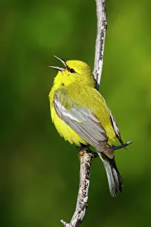 Vermivora: Blue-winged Warbler