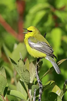 Vermivora: Blue-winged Warbler