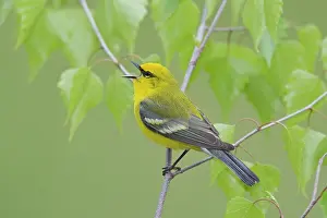 Vermivora: Blue-winged Warbler